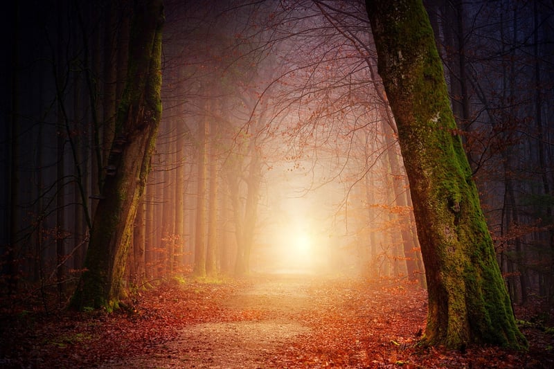 Mystical Forest Path